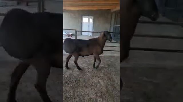 В КХ «Мубарак Агро» выращивают гиссарскую породу овец смотреть онлайн