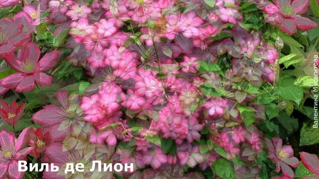 ❀ Клематисы III группы обрезки (рекомендуются начинающим) смотреть онлайн