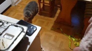 Бигль щенок 🐾 К чему готовиться? Первый день в новом доме