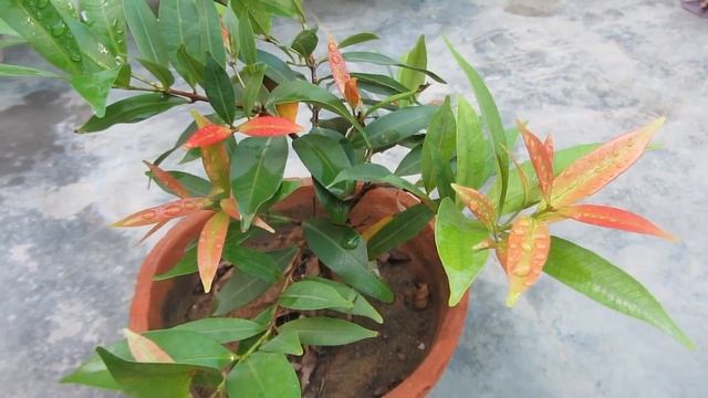 Beautiful Photinia (Red Robin) Plant Caring Tips смотреть онлайн