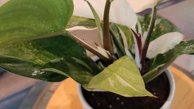 Brilliant White Knight Unboxing from Costa Farms Despite Hurricane смотреть онлайн