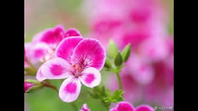 Outdoor Flowers смотреть онлайн