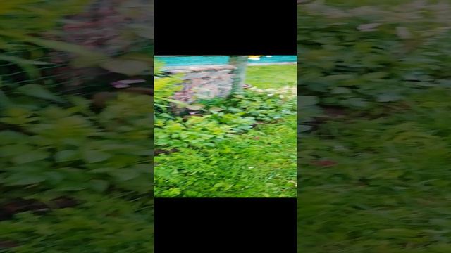 Цветное лето