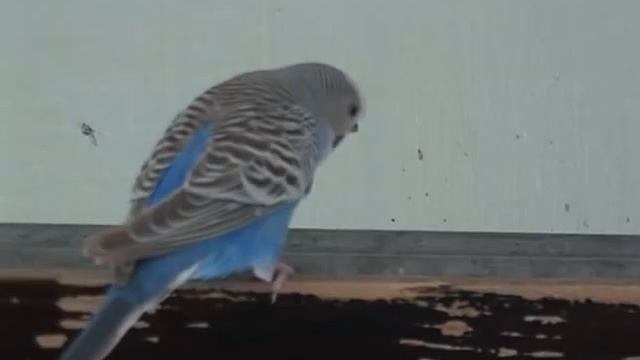 Perusii lui Anneline, Cip(alb) si Piff (albastru).docx смотреть онлайн