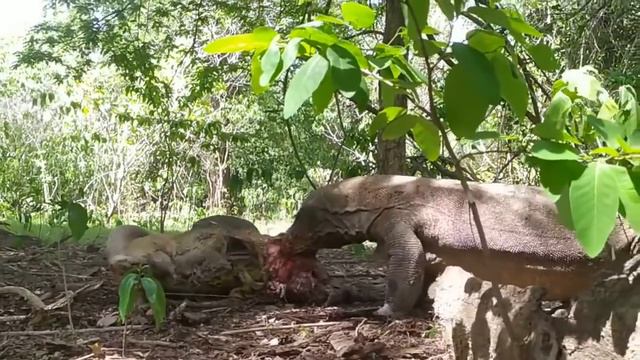 Komodo Dragons Attack and Eat Alive Deer || The Real Wildlife смотреть онлайн