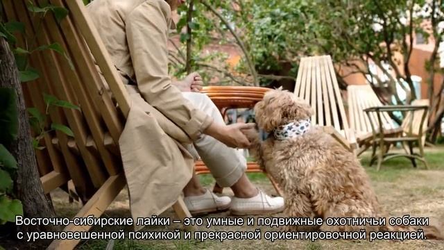 Восточно-сибирская лайка смотреть онлайн
