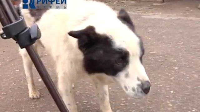 Всемирный день бездомных собак смотреть онлайн