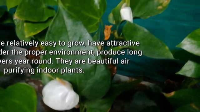 10 Beautiful Indoor Plants For Decoration - Low-mentananc Air purifying plants смотреть онлайн