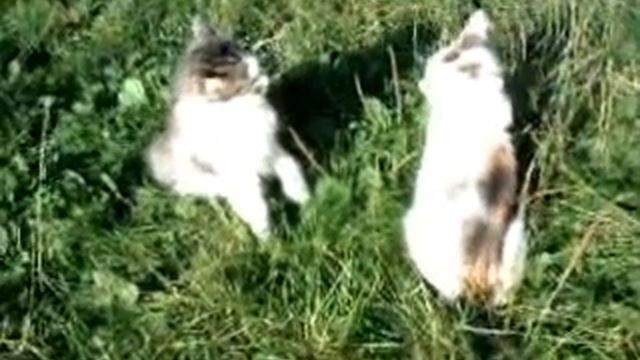 Мои котята жиру бесятся =) смотреть онлайн