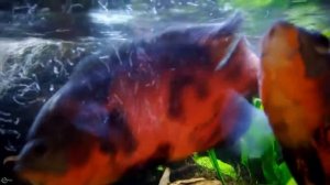 Астронотус — самая печальная рыба =)