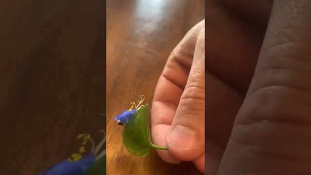 Asiatic Dayflower, Commelina communis for Foraging смотреть онлайн