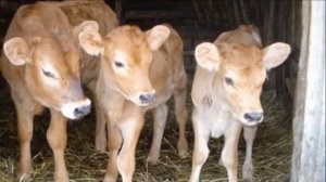 Джерсейская порода КРС особенности, достоинства, недостатки, правила ухода | Крупный рогатый скот