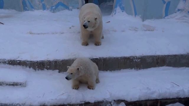 Белые медведи любят дни рождения, внимание и гостинцы смотреть онлайн