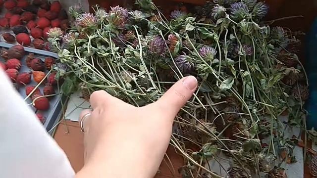 Vlog: Шиншиллы??/Запасы на зиму/Удачный улов!) смотреть онлайн