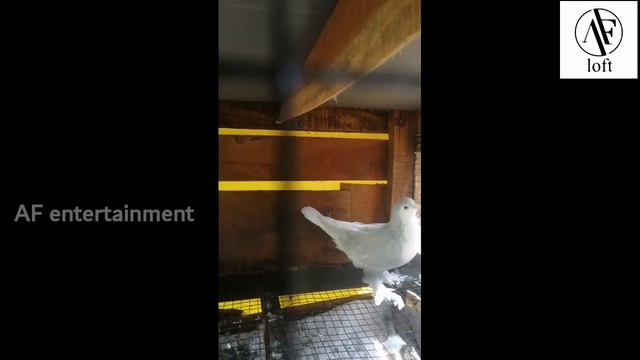 breeding cock lahore (lavender)😍 смотреть онлайн