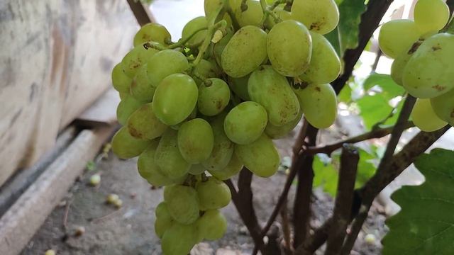 Гибридная форма Водолей,Алексея Гусаковского. смотреть онлайн