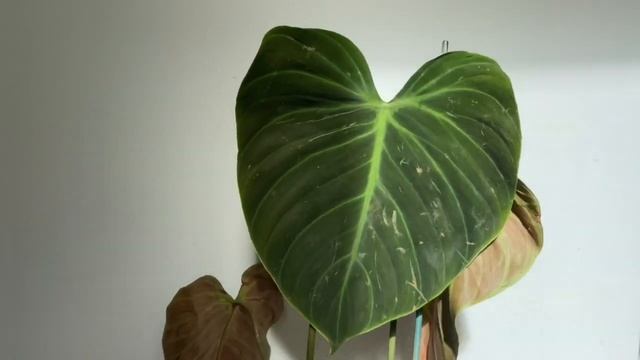 Philodendron El Choco Red? Philodendron Verrucosum? Rare Houseplant From Ecuagenera