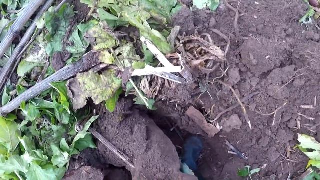 Коп металлолома! Бомбим железо целой бригадой! смотреть онлайн