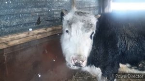 СПАСАЕМ БЫКА/ВСТАЛ ЖЕЛУДОК!