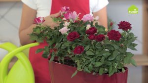 Кустовая роза: как правильно ухаживать и пересадить