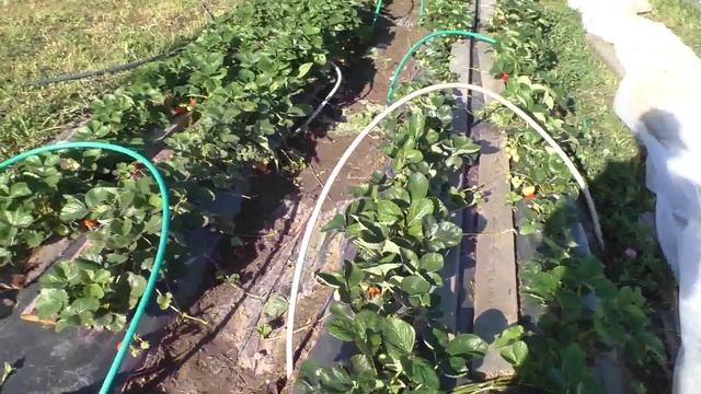 Обзор сортов клубники Сюзетта (Сьюзетт), Мальвина смотреть онлайн