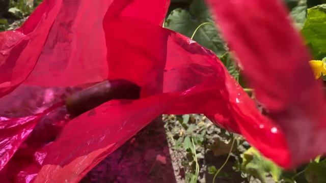 Готовим Сырники ?/ собираем помидоры / гуляем смотреть онлайн