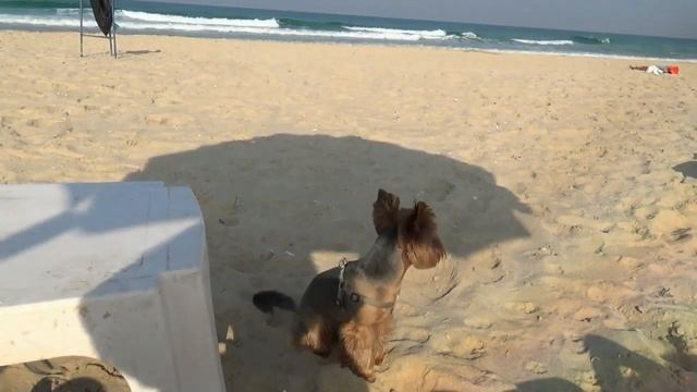 В Ришоне ХАМСИН, а у подружки куклы - игрушки. смотреть онлайн