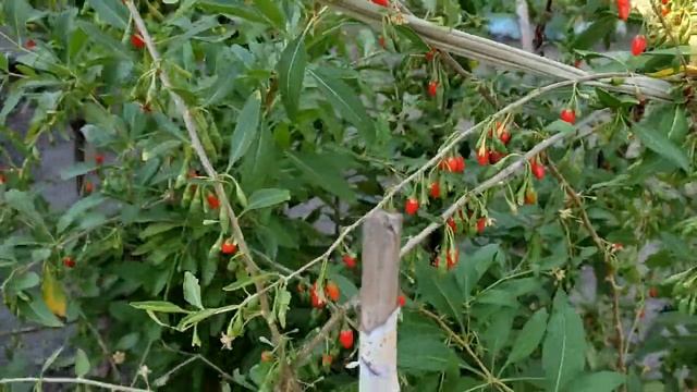 ЯГОДА ГОДЖИ смотреть онлайн