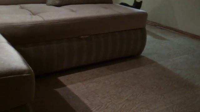 Триллер! Ужасы! Проучили кота смотреть онлайн