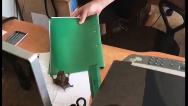 Летучая мышь смотреть онлайн