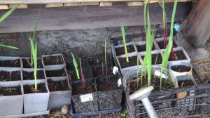 2014 -2016 детки гладиолусов выращивание