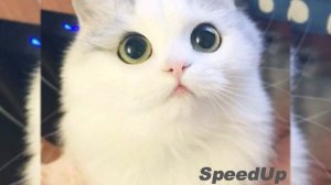 Пока пора, завтра точно будет лучше чем вчера ^~^[SpeedUp]*