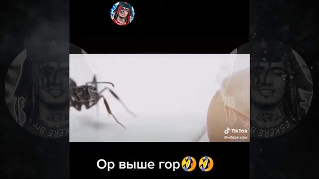 Новое из Тик Ток 28.10.2019 год, угар пипец 18+ смотреть онлайн