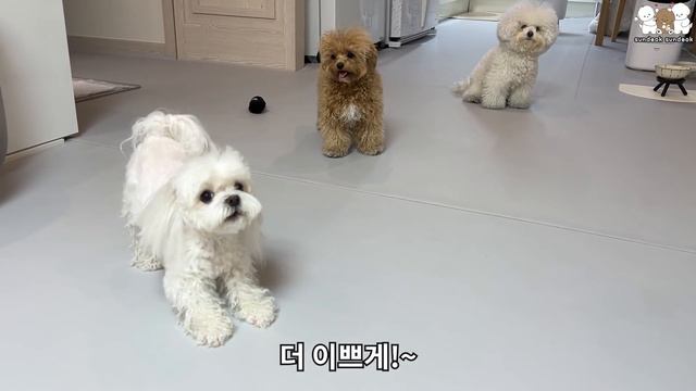 나 이제 양보도 하는 강아지!!! 💗 (삼순이가 양보를???)