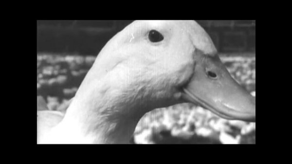 Трейлер к фильму "Нимфоманка: Часть 2"