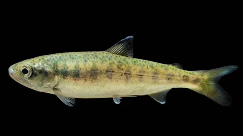 Поставка мальков форели