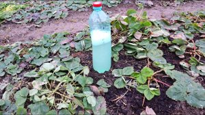 Хотите много крупной клубники без вредителей и болезней? Делайте так весной. Новые секреты по уходу.