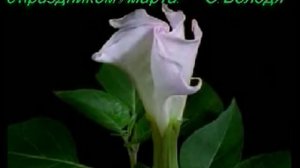 Как распускаются цветы 8 марта