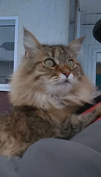 Наша кошка еще и не такое умеет!