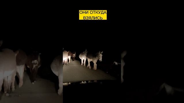 ДАГЕСТАН.ТАКУЮ ТОЛПУ Я ВПЕРВЫЕ ВСТРЕЧАЮ #дагестан #животные #приколысживотными  #ослик #шутка #к100