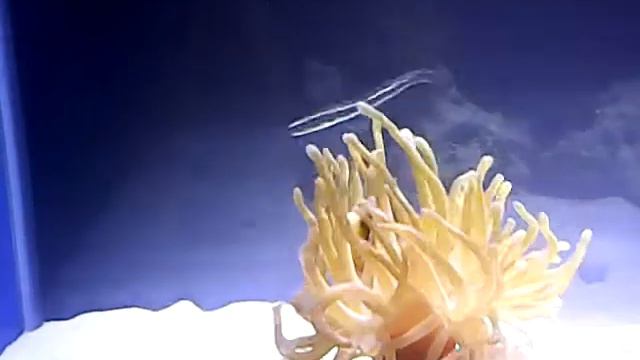 Clarkii Hosting White Haitian Pink Tip Anemone смотреть онлайн