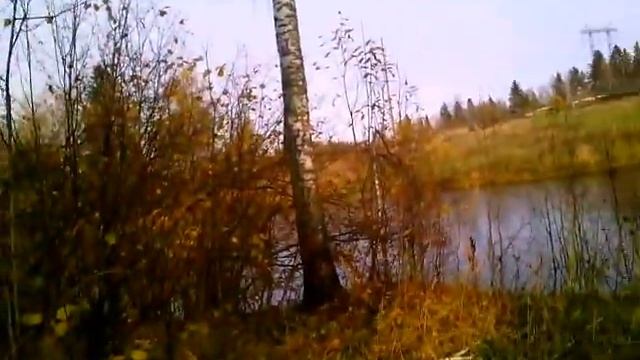 Эти забавные бобры))) смотреть онлайн