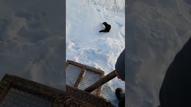 К жителям села в ВКО наведывается норка смотреть онлайн