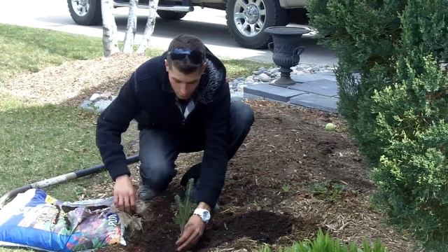 Brampton landscaping Colorado blue spruce planting instructions смотреть онлайн