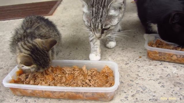 New three kittens in this colony of cats смотреть онлайн