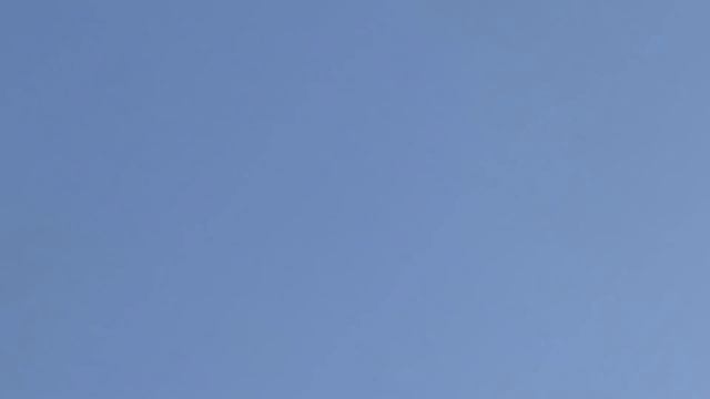 Сокол Сапсан поймал в точке моего голубя! Again Falcon Pelegrinus Took A Pigeon!