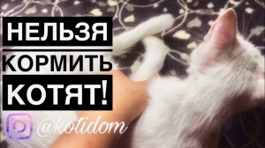 Подготовка к стерилизации, Котенок отказывается есть, если это не мама