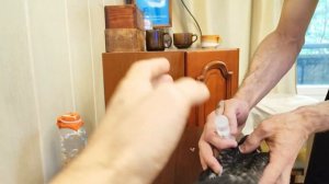 Кормление птенца голубя  из бутылочки - запаренное зерно - бутылочка + соска из шарика = здоровье!