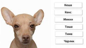Лучшие клички для чихуахуа.