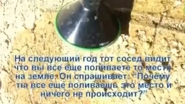 Как растёт бамбук мосо смотреть онлайн